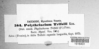 Polythrincium trifolii image
